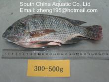 frozen tilapia gutted and scaled