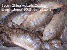 tilapia whole round