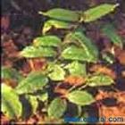 Medicinal indianmulberry root P.E.