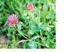 Red Clover extract