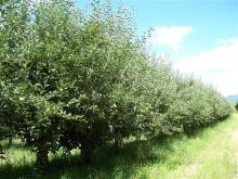 Apples