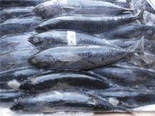 skipjack tuna