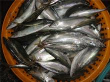 pacific mackerel 2