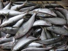frozen sardine 2