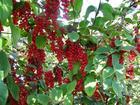 Schisandea Extract