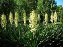 Yucca Extract