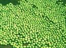 GREEN MUNK BEANS