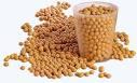 SOY BEAN