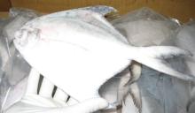 pomfret