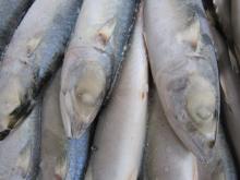  Pacific   mackerel ( Latin Name : Scomber   Japon icus )