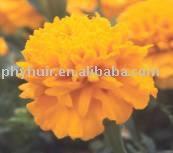 Marigold extract&5-90%Lutein