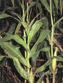 Corn Silk Extract