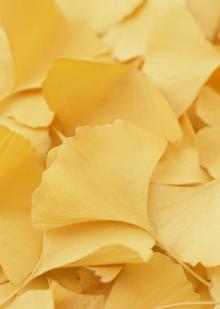 Ginkgo biloba Extract