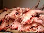  pig   meat 