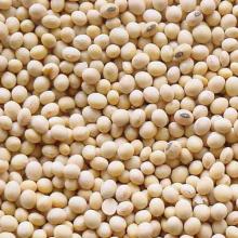SOYBEAN AND PRODUCTS