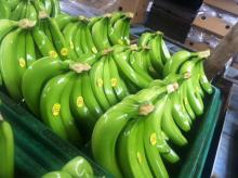 Fresh cavendish banana