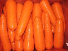 Fresh Carrot (Frozen,Dehydrated,Dried)