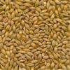 Barley Feed for Animal