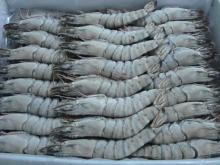 Frozen HOSO B/T Shrimp