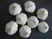 chinese garlic new crop 2015