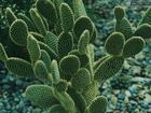  Cactus  Extract