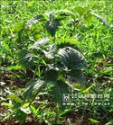  Valerian   Root  Extract