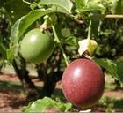 Passion Flower Extract