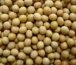 soya beans
