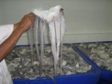 FROZEN RAW GIANT SQUID TENTACLES.