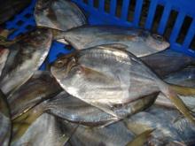 Frozen Whole  Butterfish  (Peprilus Medius)