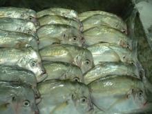 Frozen Pacific Moonfish W/R : (Selene Peruviana)