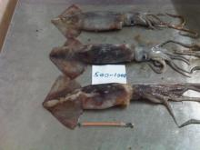 Frozen Whole Baby Giant Squid