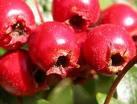  Hawthorn  Berries