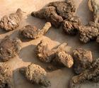 Rehmannia Extract