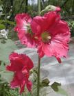  Marsh   Mallow  Extract