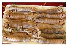  mantis  shrimp