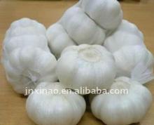 china fresh and frozen garlic