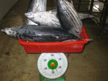 Frozen Skipjack Tuna(Whole Round)