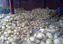 fresh mature coconut