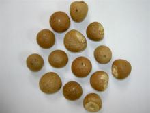 betel nuts