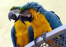 macaw and eggs