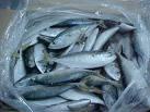  Frozen   Mackerel  fish