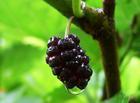 Mulberry Extract