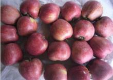 2011 Fresh  Red   Star  Apple