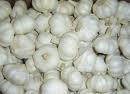 fresh garlic