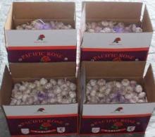 normal white garlic