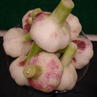 Chinese fresh garlic