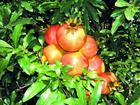  Pomegranate   Extract   powder .