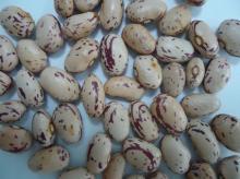 light speckled kidney beans