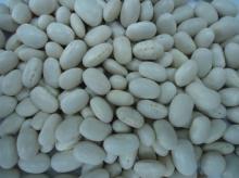 white kidney bean